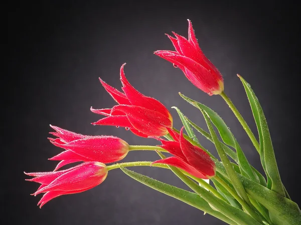 Tulipanes en el fondo oscuro — Foto de Stock