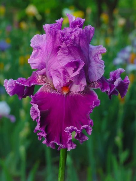 Violetti iiris puutarhassa taustalla — kuvapankkivalokuva