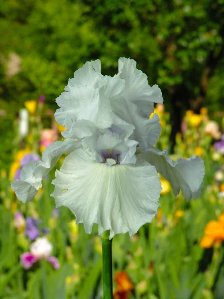 Iris blanco sobre fondo de jardín — Foto de Stock