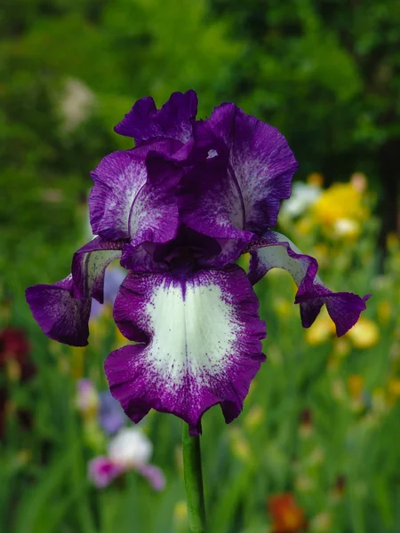 Violetti iiris puutarhassa taustalla — kuvapankkivalokuva