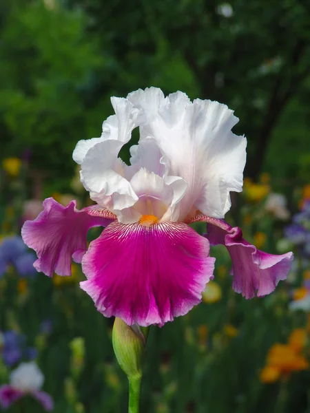 Iris på trädgård bakgrund — Stockfoto