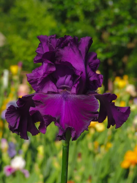 Paarse iris op tuin achtergrond — Stockfoto