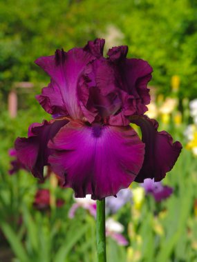 Purple iris on garden background clipart