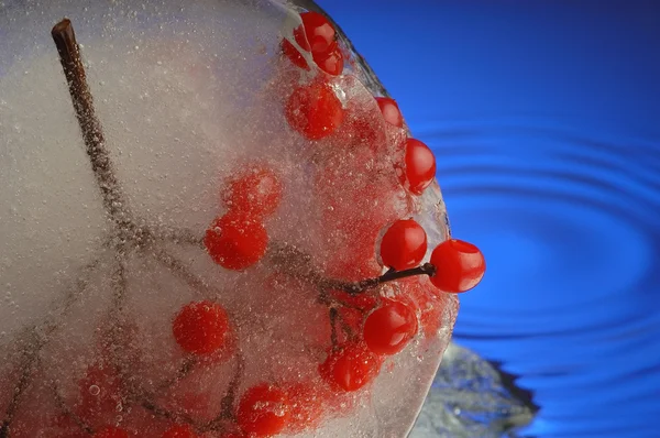 Cranberry in ice — Stock Photo, Image