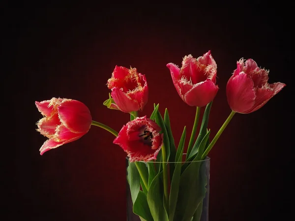 Stock image Tulips on the dark background