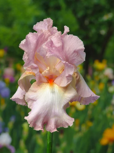 Roze iris op tuin achtergrond — Stockfoto