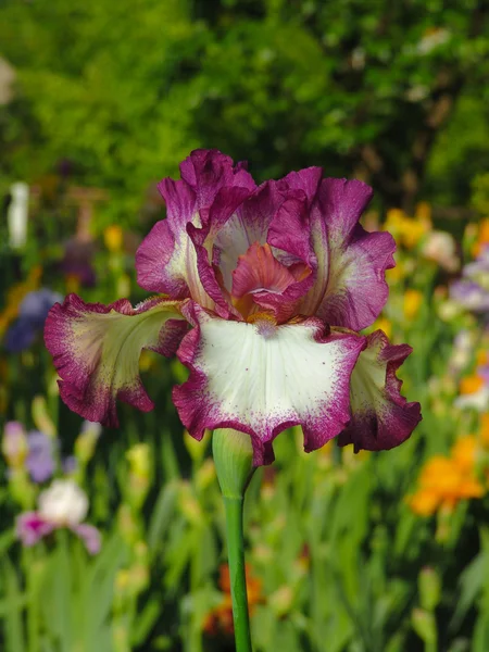 Iris på trädgård bakgrund — Stockfoto