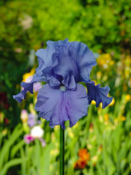 Blue iris on garden background — Stock Photo, Image
