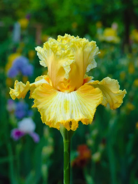 Iris amarillo sobre fondo de jardín — Foto de Stock