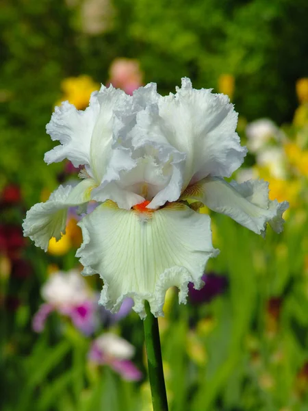 Iris blanc sur fond de jardin — Photo