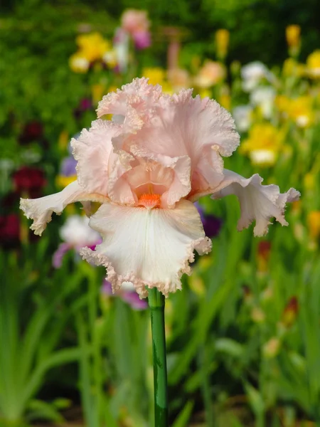 Pink iris on garden background — Stock Photo, Image