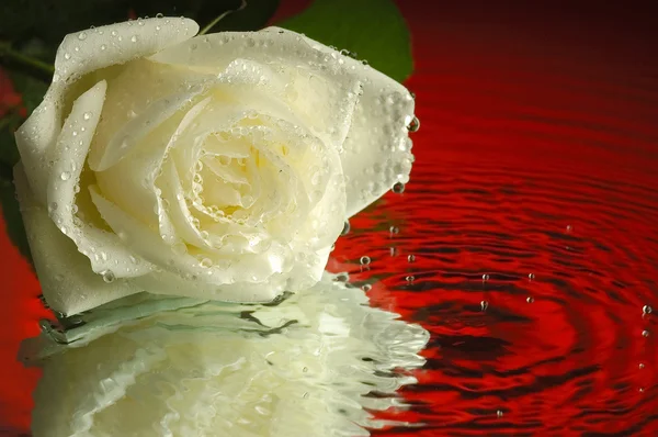 Мокрая роза Лицензионные Стоковые Фото