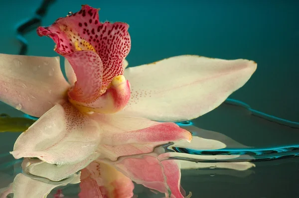 Orquídea húmida — Fotografia de Stock