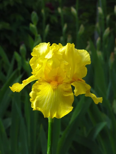 Íris amarela no fundo do jardim — Fotografia de Stock