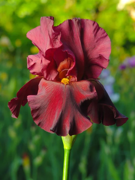 Iris rojo sobre fondo de jardín — Foto de Stock