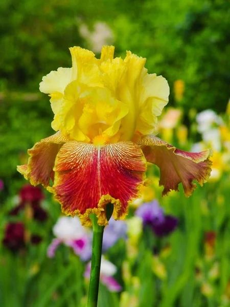 Gelbe und rote Iris auf Gartenhintergrund — Stockfoto