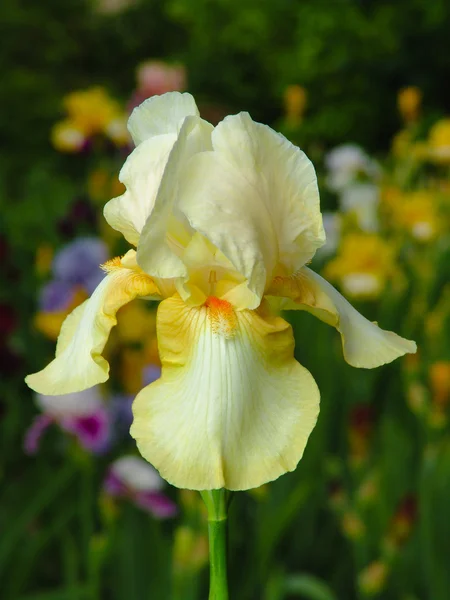 Iris amarillo sobre fondo de jardín — Foto de Stock