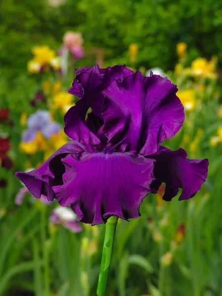 Iris púrpura sobre fondo de jardín — Foto de Stock