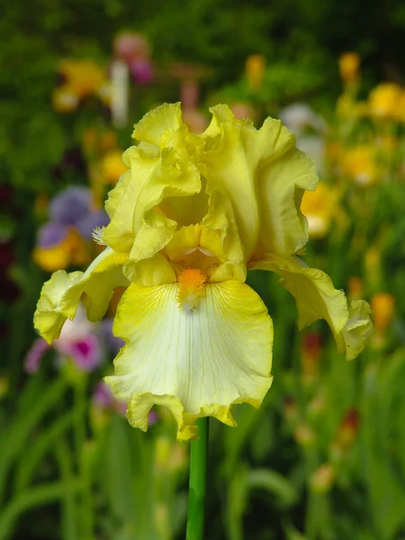 Iris jaune sur fond de jardin — Photo