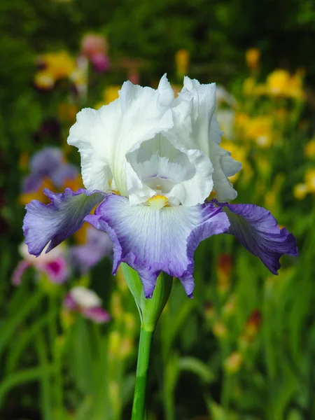Blauwe en witte iris op tuin achtergrond — Stockfoto