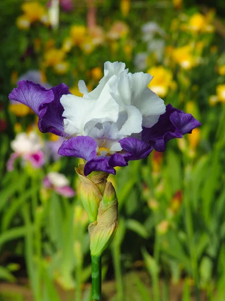 Iris azul y blanco sobre fondo de jardín — Foto de Stock