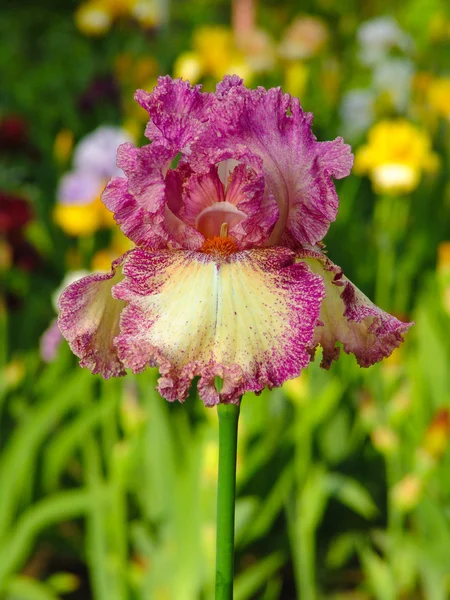 Iris rosa sobre fondo de jardín — Foto de Stock