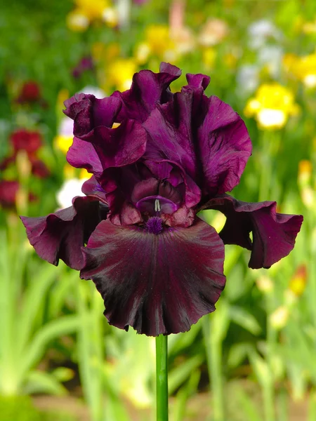 Paarse iris op tuin achtergrond Stockfoto
