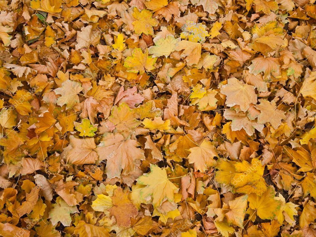 Yellow leaf background — Stock Photo © Sazykin #1211153