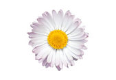 White daisy blossom