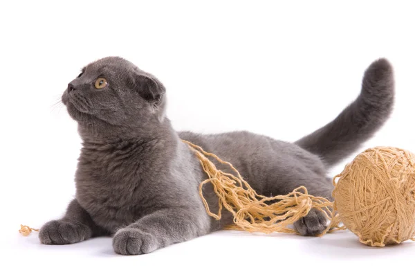 苏格兰折叠猫 — 图库照片