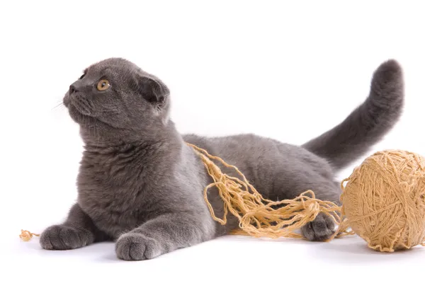 苏格兰折叠猫 免版税图库照片