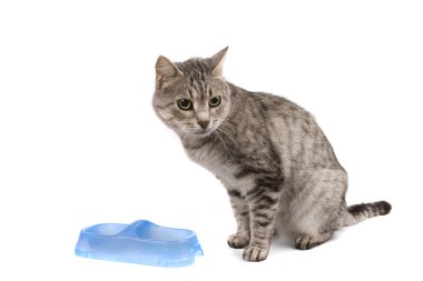 Cat with empty bowl cadge meal. clipart