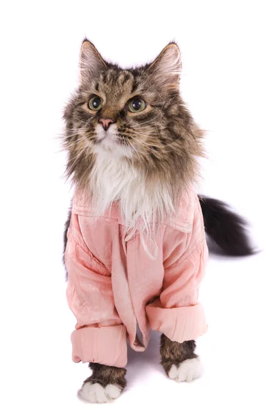 Katze bekleidet mit rosa Bademantel — Stockfoto
