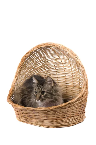 Кошка в плетеной корзине — стоковое фото