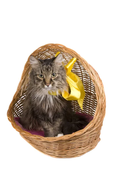Kot w wiklinowym koszu. — Zdjęcie stockowe