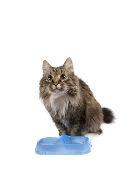 Gato com tigela vazia cadge refeição . — Fotografia de Stock