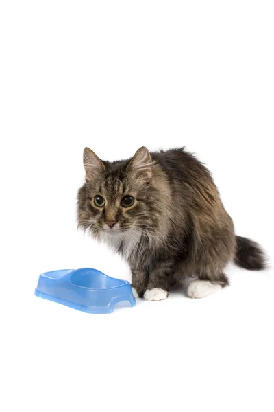 Kot z pustym naczyniu cadge posiłek. — Zdjęcie stockowe