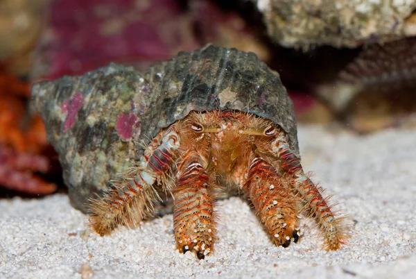 stock image Diogenes-crab. Paguristes ortmanni.