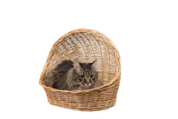 Kot w wiklinowym koszu — Zdjęcie stockowe