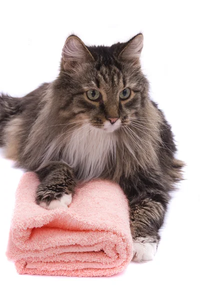 Kat met badhanddoek. Stockfoto