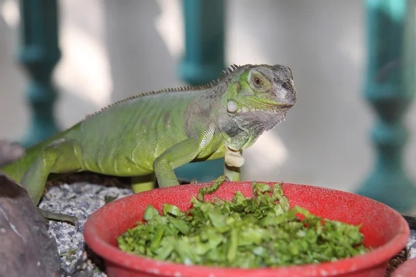 Zielony iguana Obraz Stockowy