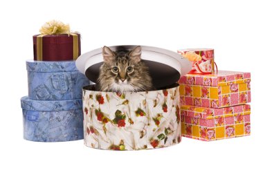 Cat in gift box clipart