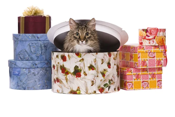 Kat in doos van de gift — Stockfoto