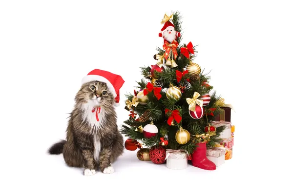Cat in red cap sit by Christmas tree Stock Photo