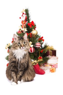 Cat by Christmas tree. Year of tiger clipart