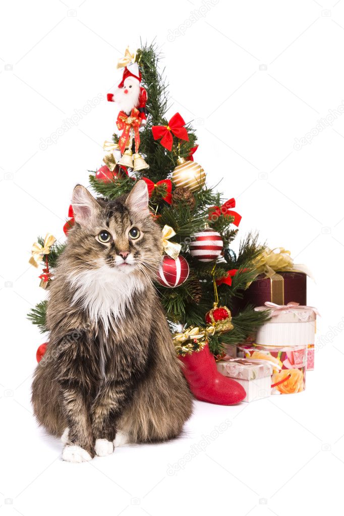 Cat by Christmas tree. Year of tiger