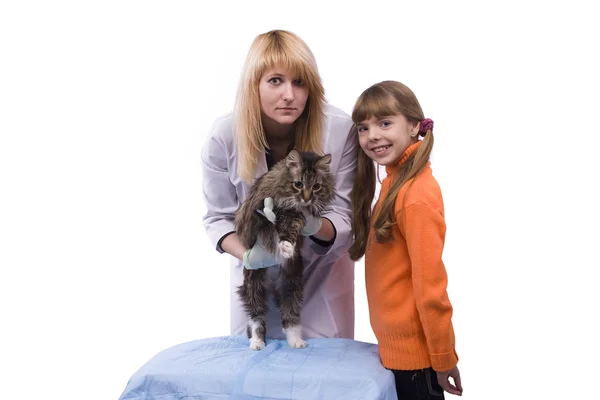 Κορίτσι που φέρνουν τα γάτα εξέταση από κτηνίατρο — Φωτογραφία Αρχείου