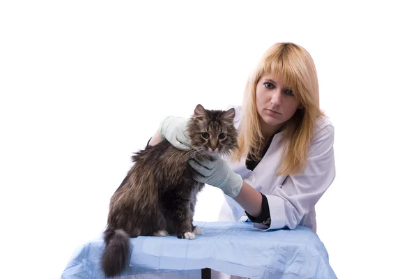 Veterinären har läkarundersökning katt — Stockfoto