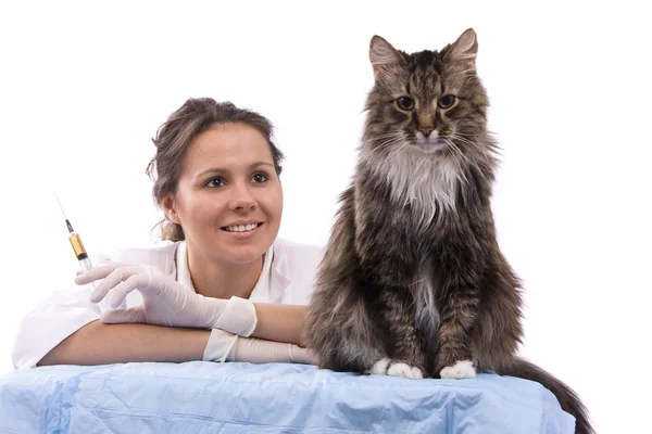 Vet tem um exame médico um gato — Fotografia de Stock