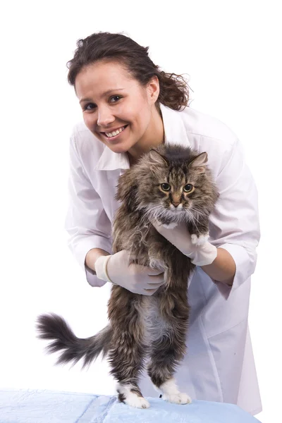 Veteriner tıbbi muayene bir kedi var Stok Resim